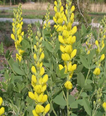 Baptisia sphaerocarpa