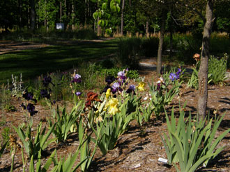 bearded iris bed