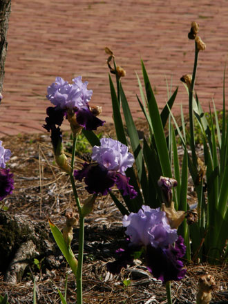 bearded iris