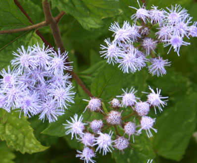 blue mistflower