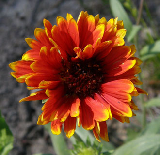 gaillardia