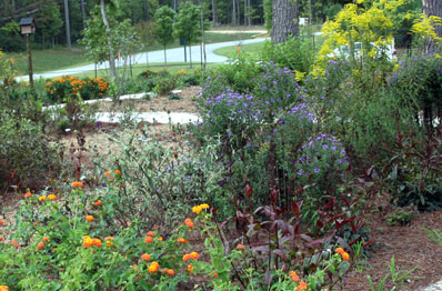 lantana, aster, and goldenrod