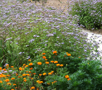 blue mistflower