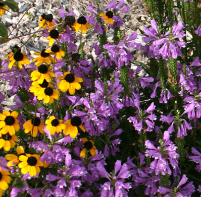 brown eyed susan and purple obedient plant