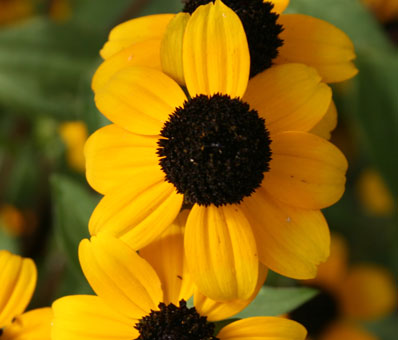 brown eyed susan