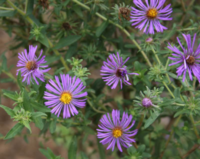 great purple aster