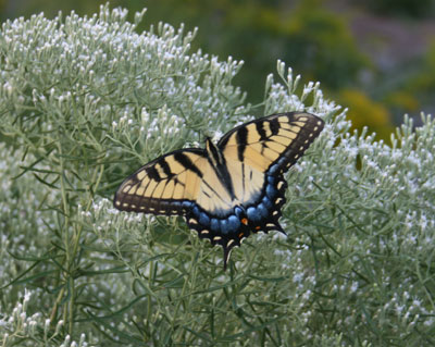 EupaHyssop