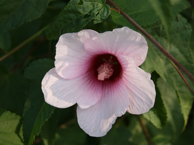 Hibiscus militaris, soldier mallow