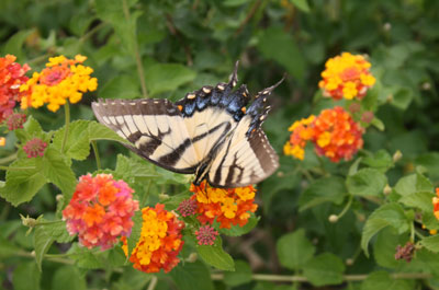 butterfly on lantana