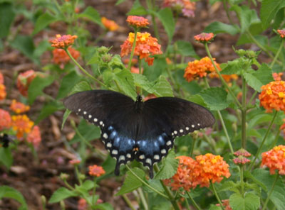 butterfly on lantana