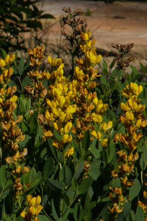 baptisia