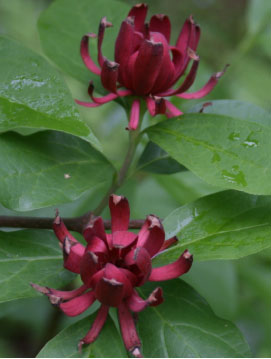 calycanthus