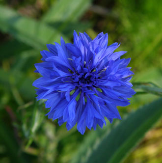 cornflower