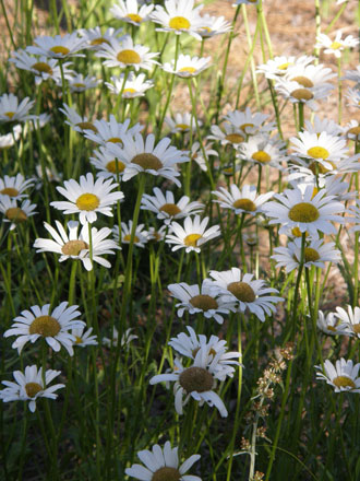 daisies