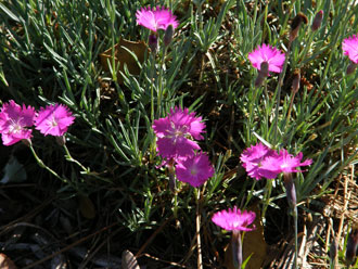 dianthus