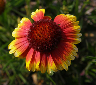 gaillardia