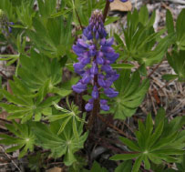 lupine