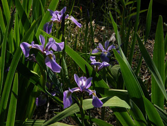 native iris