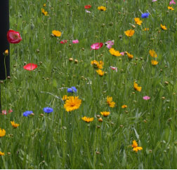 poppies