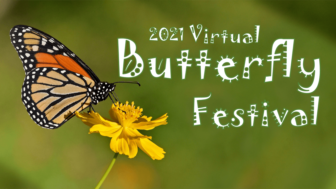 2021 Virtual Butterfly Festival Williamsburg Botanical Garden